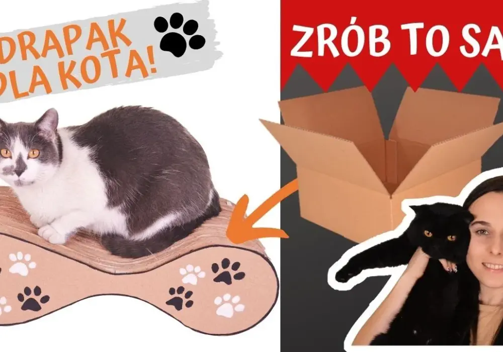 Tani drapak dla kota z kartonu. Prosty sposób na domową zabawkę, która zachwyci twojego pupila