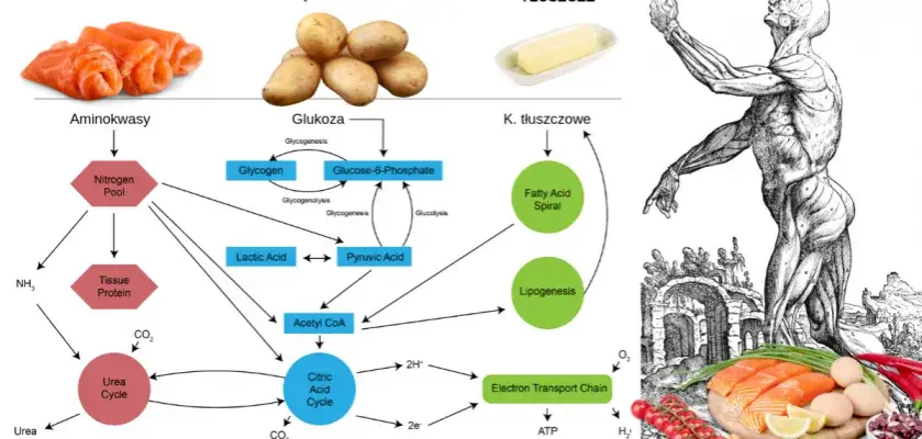 Zdjęcie Jak naprawić metabolizm i odzyskać energię oraz lepszą sylwetkę